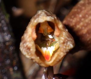 A fruit fly lays its eggs inside a flower of Gastrodia foetida