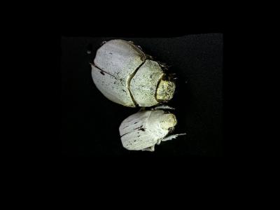 Stereo-microscope Picture of the Beetle Lepidiota stigma