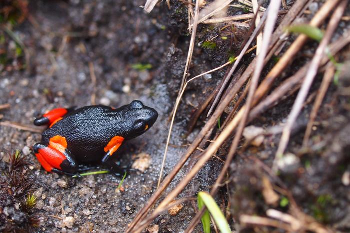 Threatened Malagasy Poison Frog Mantella cowanii