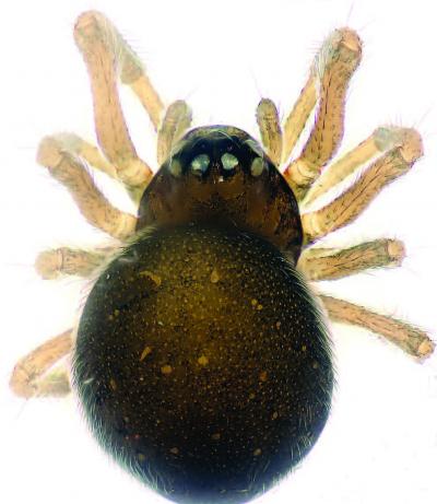 <i>Mysmena wawuensis</i>