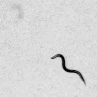 Biology's Breadboard: The Roundworm <em>C. elegans</em>