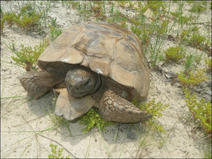 Gopher Tortoise