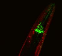 A High Magnification of the Worm Head with a Single Olfactory Neuron (AWC) Labeled in Green