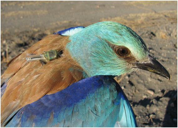 Uncovered: The European Roller's Route between Africa and Europe