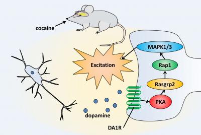 Response of Mouse Brain to Cocaine