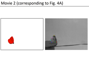 Movements of the numerical butterfly model and an actual butterfly