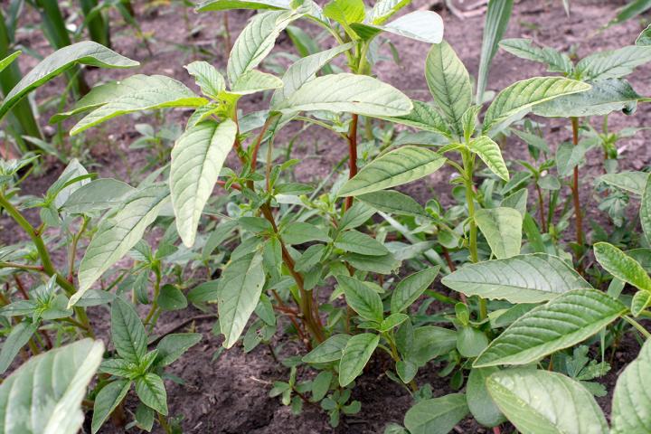 Young waterhemp plants