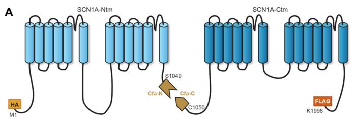 The Split Intein of the SCN1A gene