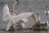 Berwick's swans