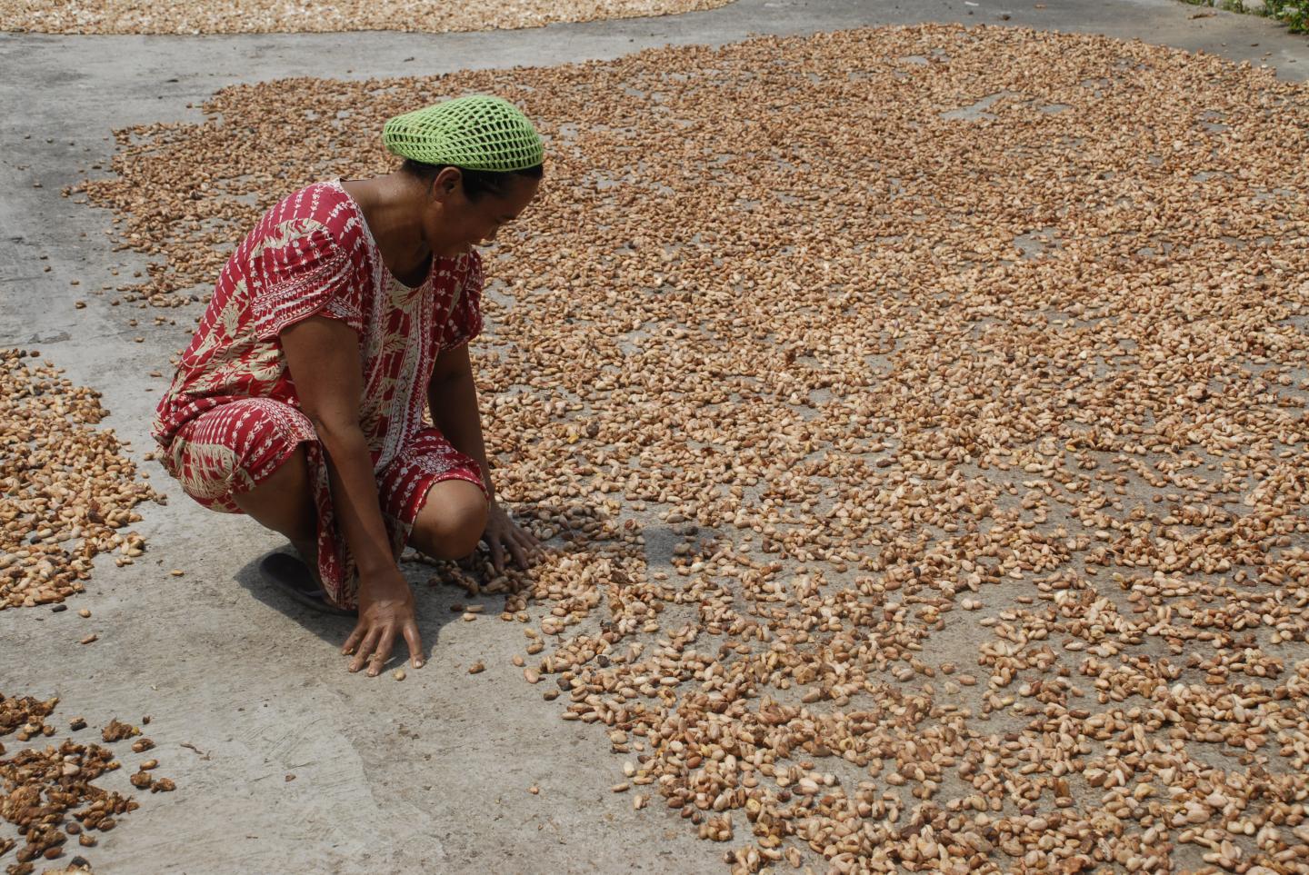 Cacao bean drying