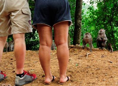 Asian Monkeys Looking for Handout