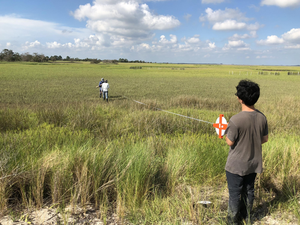 Spartina (cordgrass) on Sapelo Island, Georgia