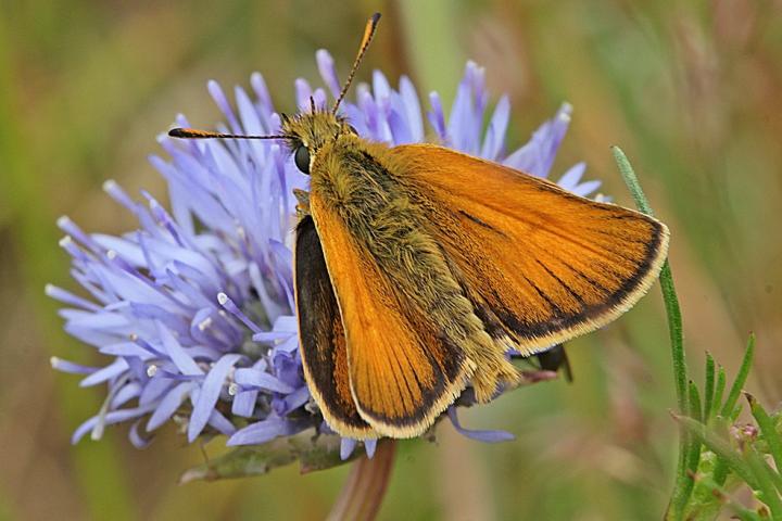 European Skipper