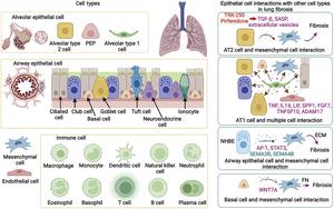 Major cell types in lungs and cell-cell communication in pulmonary fibrosis (PF).