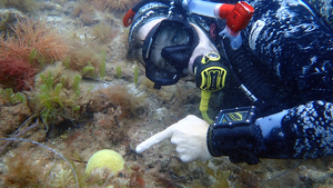 David Juszkiewicz with a Plesiastrea coral. Photo - Nicole Carey