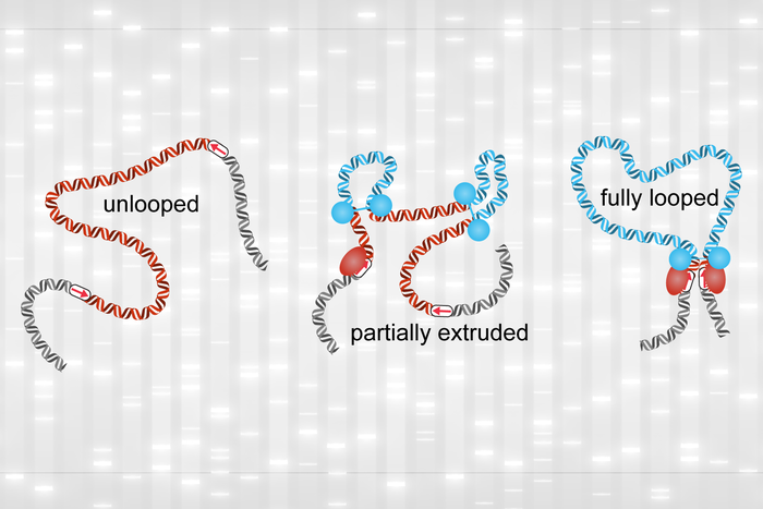 Structures considered key to gene expression are surprisingly fleeting