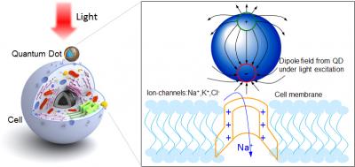 Optically Excited Quantum Dots (2 of 2)
