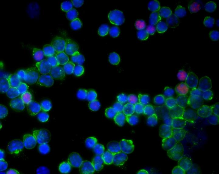 T cell analysis