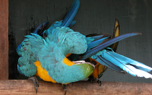 Blue-and-yellow macaw (Ara ararauna)