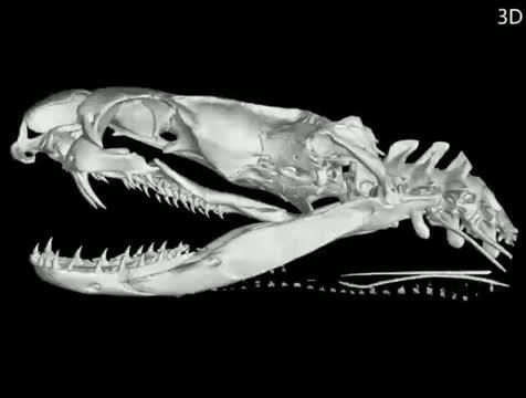 The skull of Bungarus suzhenae (3d-reconstructed model)