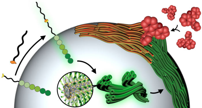 The fibrillar network of aggregated peptides mimics complex responses.