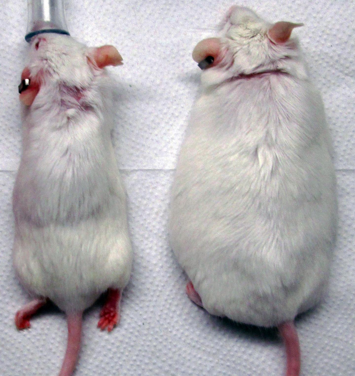 Mice Expressing GLP1 (Left) Gained Less Weight Gain while Normal Mice (Right) Grew Fat