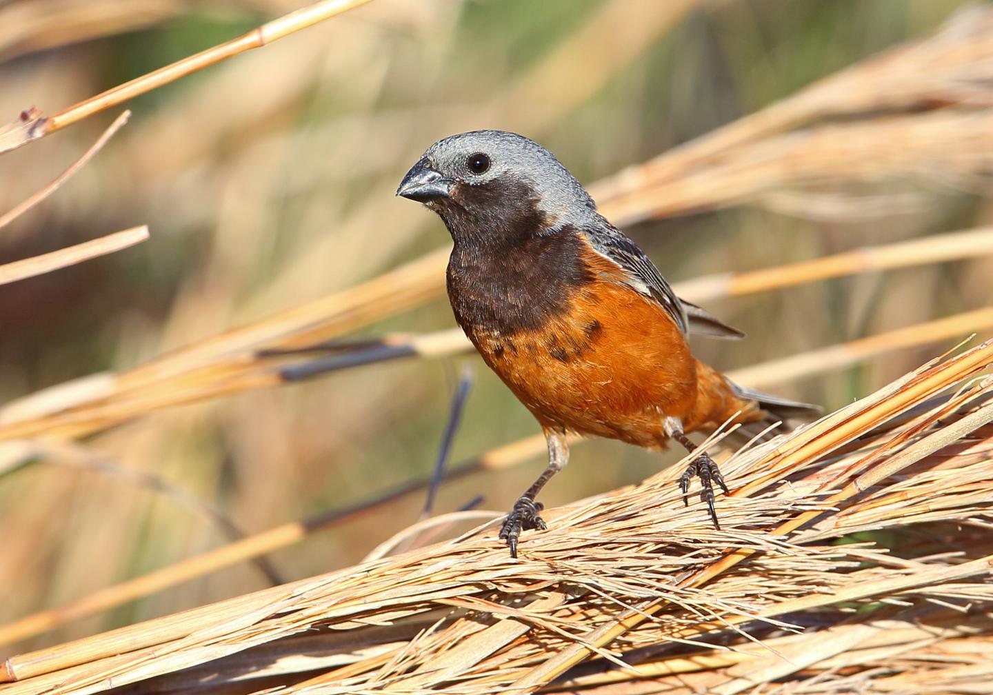 Despite Lack of Genetic Diversity, Why Do Finches Differ in Color? (18 of 18)