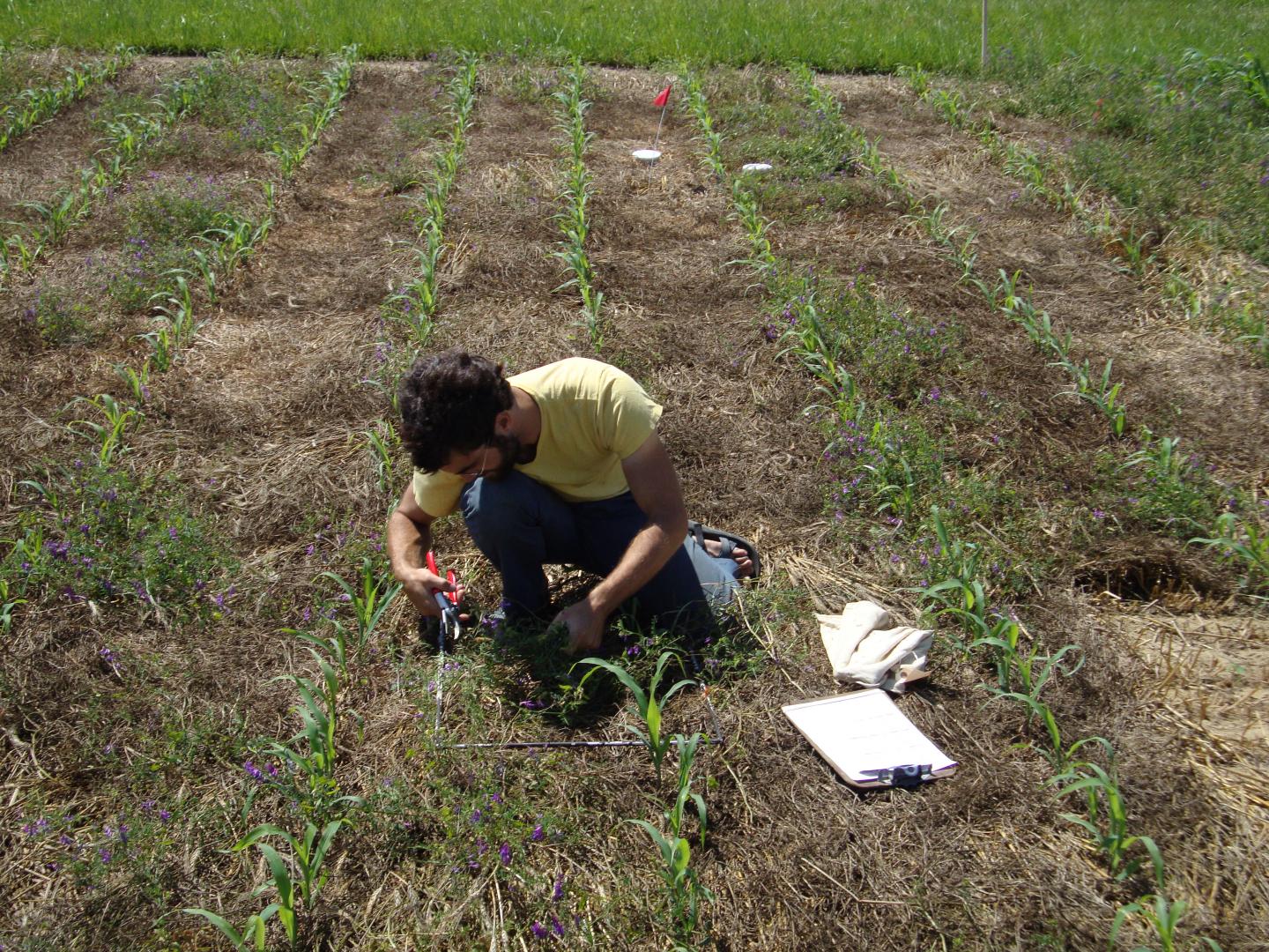 Sampling Vetch Regrowth