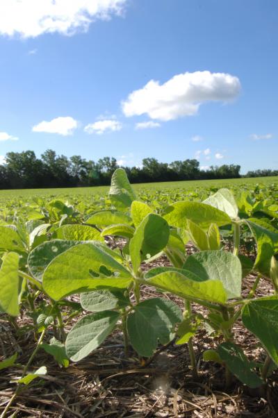 Soybean Fields