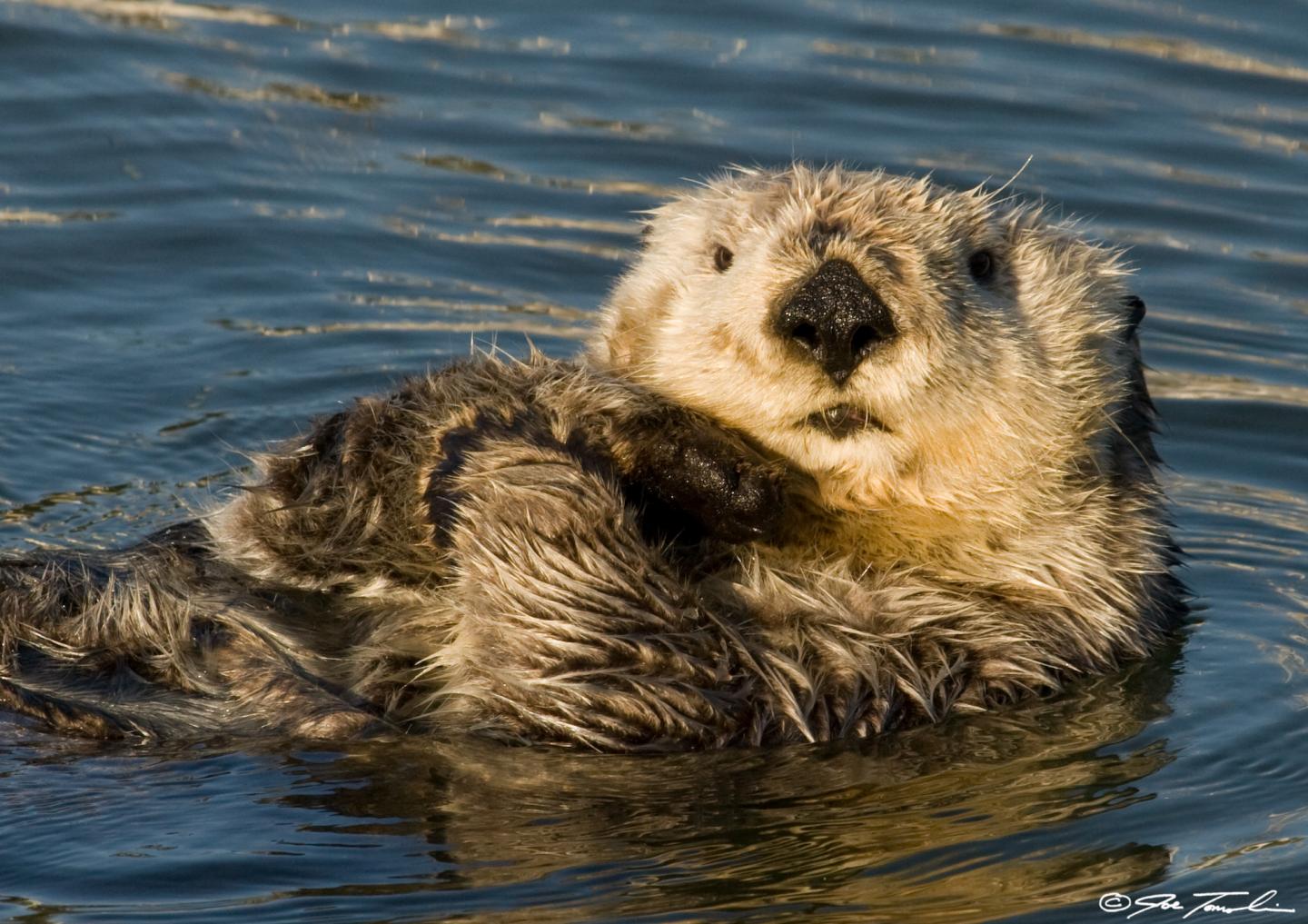 Sea Otter