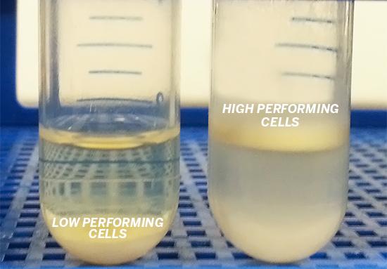 High Performing/Low Performing Cells