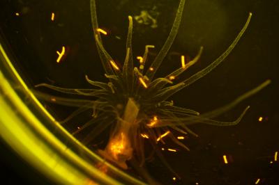 Sea Anemones Ingest Plastic Microfibers