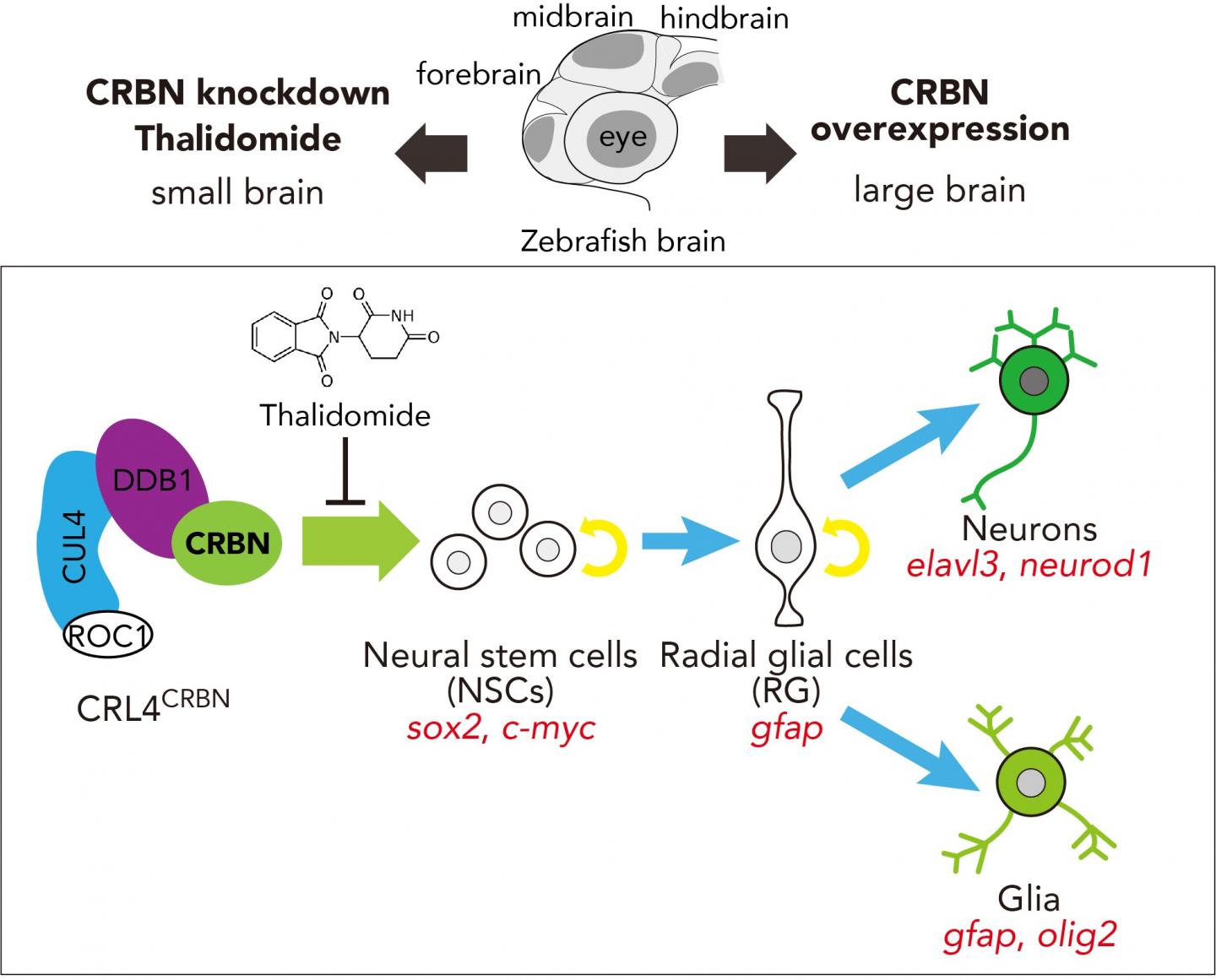 Figure 1. thalidomide Inhibits Crbn-Mediated Differentiation of Nscs to Promote Normal Brain Develop