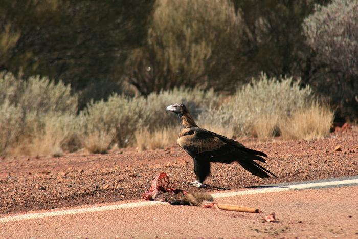 Wedge tail  Eagle