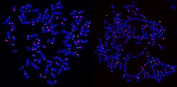 DNA damage on chromosomes in cancer cells