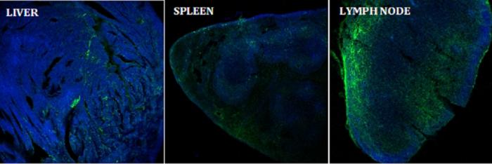 Distribution profile of Tn antigen upon its albumin-mediated delivery to various organs