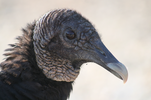 Black vulture