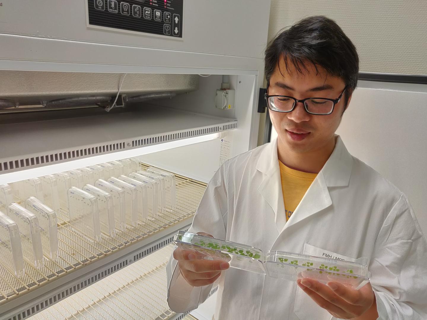 Zhongtao Jia Inspecting the Root Foraging Response of His Arabidopsis Plants