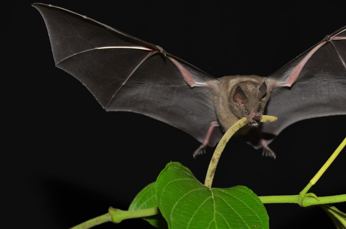 Short-Tailed Bat