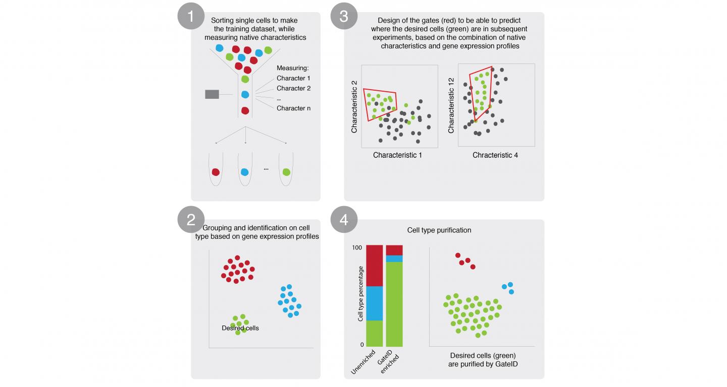 GateID - A New Method to Purify Cell Types to High Purity