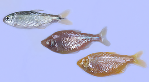 Morphological differences between surface fish and cavefish