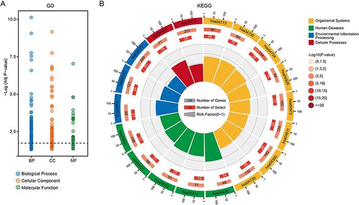 The results of GO term and KEGG pathway enrichment of annotated genes. (A) Enriched GO terms with adjusted P-value smaller than 0.05. (B) Enriched KEGG pathways with adjusted P-value smaller than 0.05