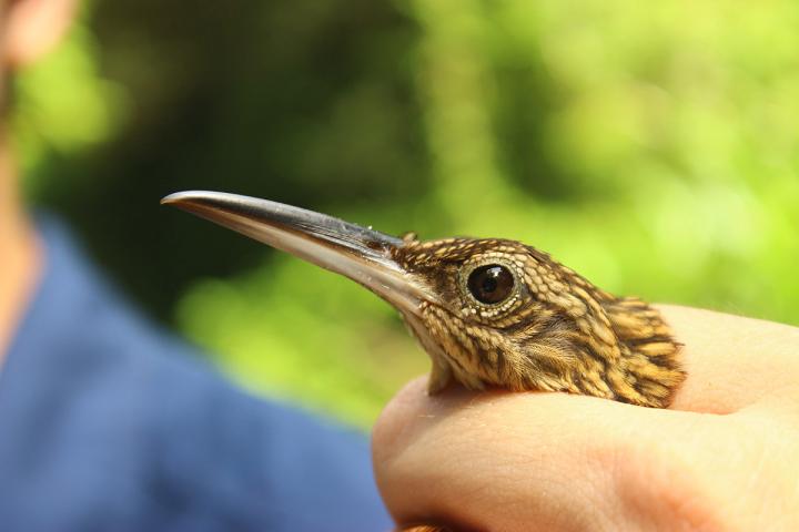 Cocoa woodcreeper