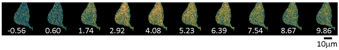 Time lapse images showing activation of CaMKIIalpha in a living neuron.
