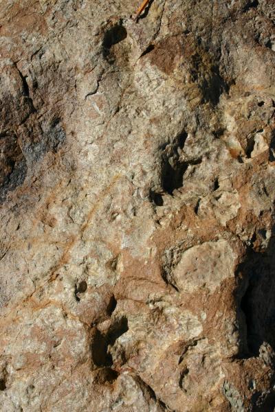 Baby Dinotracks (2 of 2)