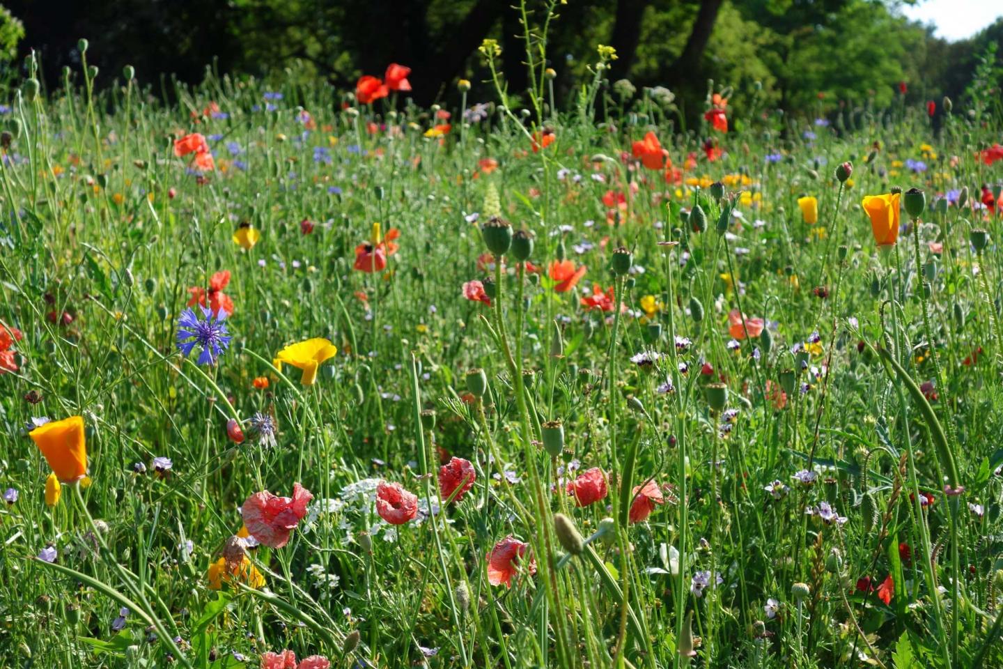 Flower-Rich Meadow