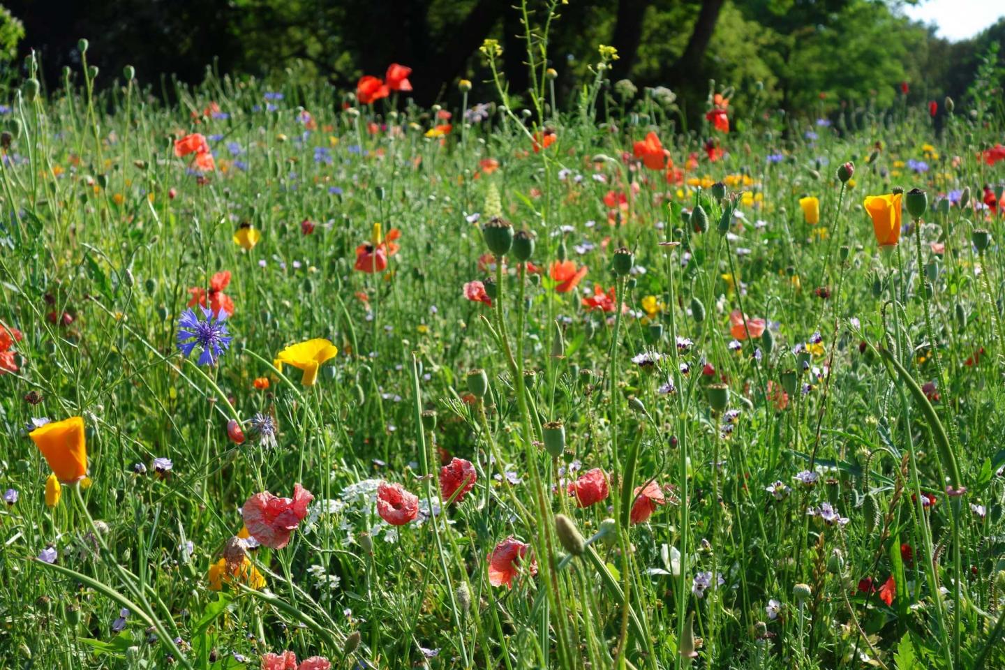 Flower-rich meadow