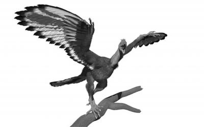 <i>Archaeopteryx</i>