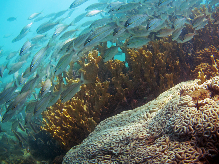 Coral and fishes on reef in Brazil