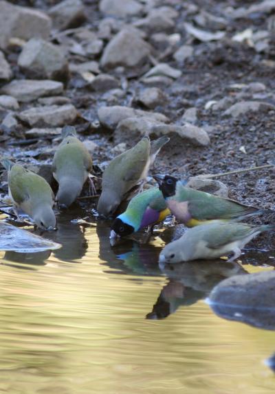 Female Finches Decide Offspring's Sex (3 of 4)